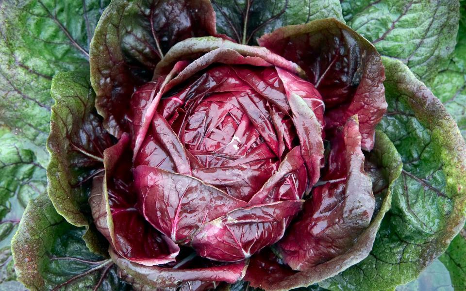 Radicchio is sometimes known as Italian chicory - Getty 