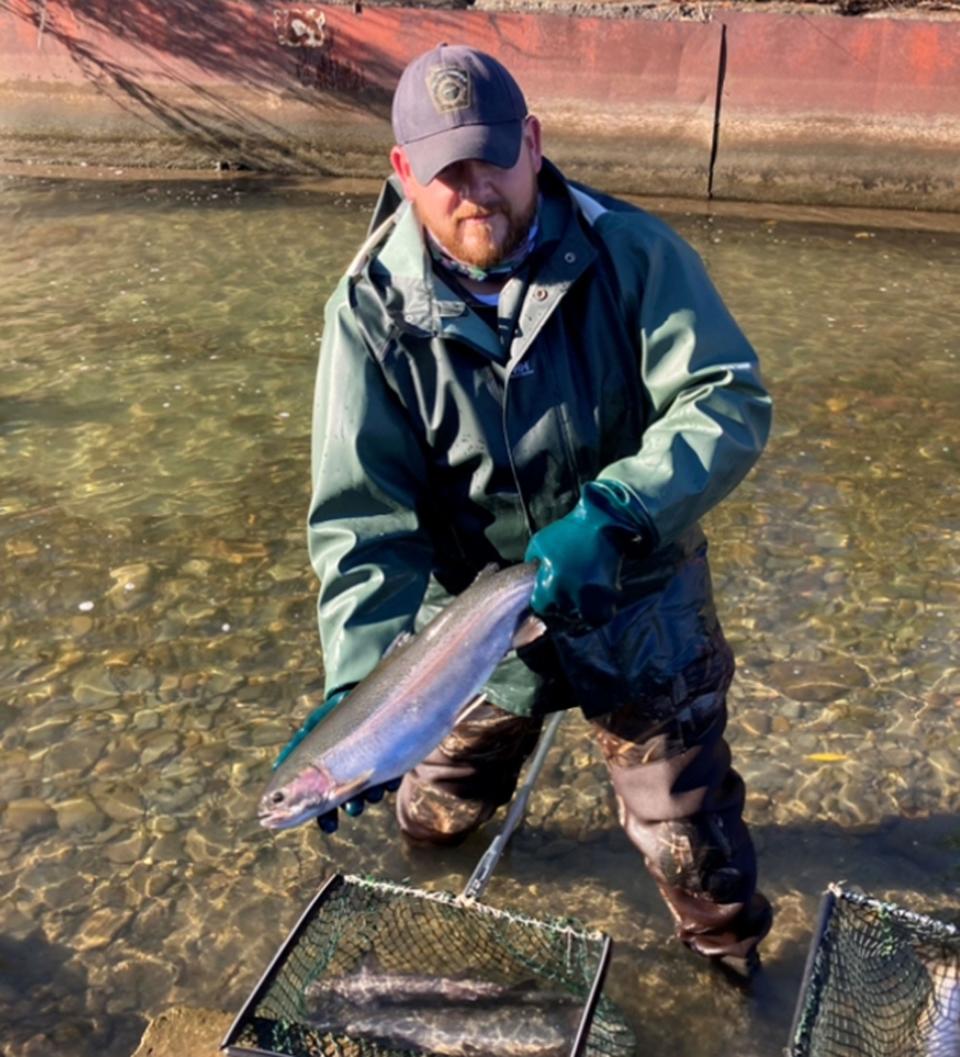 Craig Lucas of the Pennsylvania Fish and Boat Commission shows one of the steelhead collected from Trout Run in Fairview Township in Erie County on Monday.