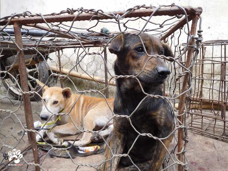 Fifty-three dogs, meant for the meat trade, were rescued from the back of a truck in Java, Indonesia. — Picture via Facebook/ Humane Society International