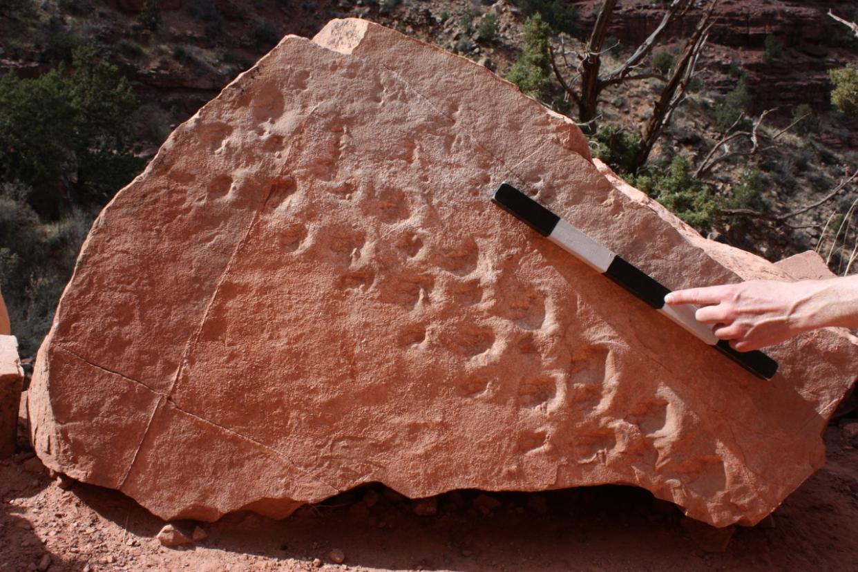 The footprints date from 313 million years ago (Stephen Rowland) 
