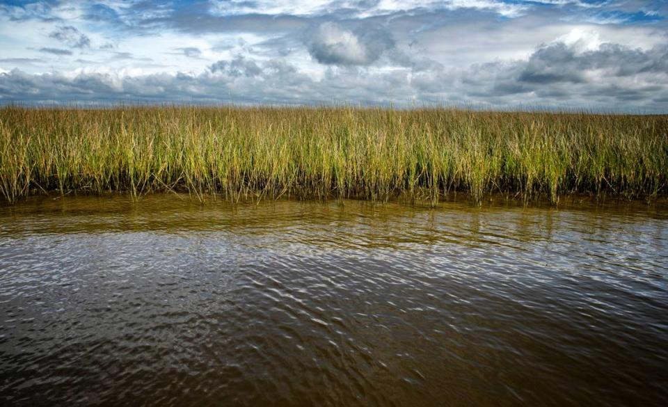 Marsh grasses at Grand Bay National Estuarine Research Reserve on Wednesday, Sept. 22, 2021.