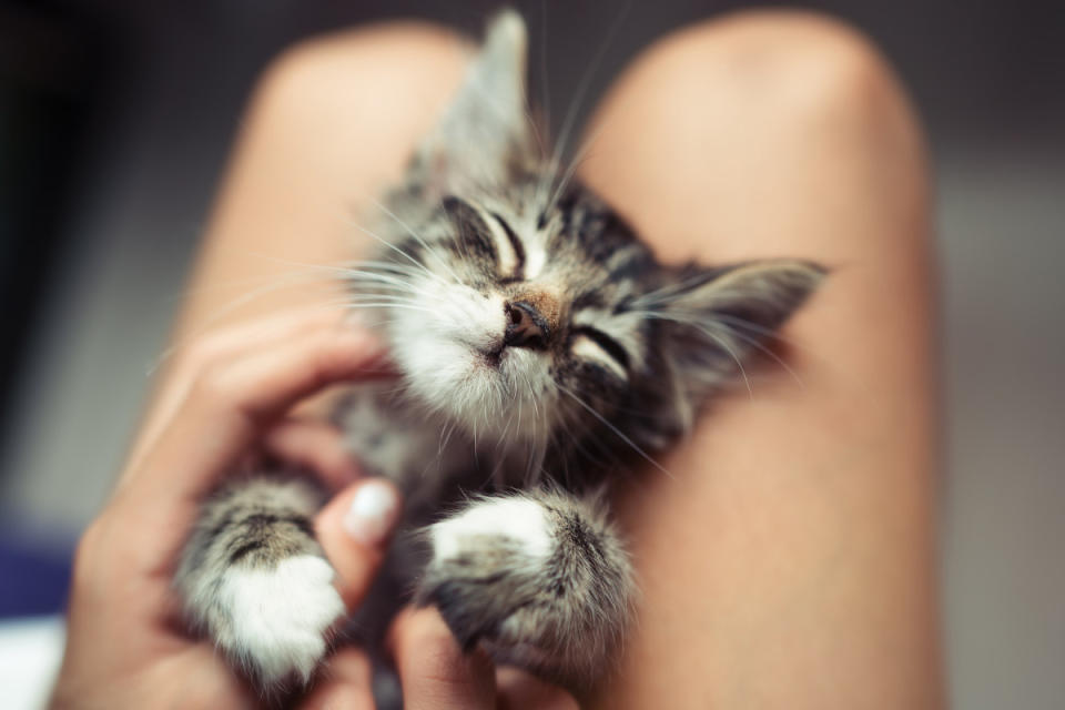 Purring is a common cat behavior. <p>iVazoUSky/Shutterstock</p>