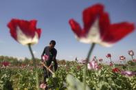 An Afghan man works on a poppy field in Jalalabad province in this April 17, 2014 file photo. REUTERS/Parwiz/Files