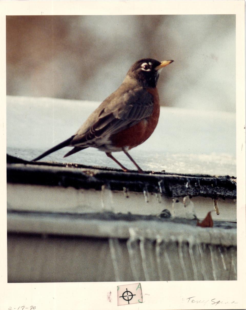 The robin has been the Michigan state bird since 1931.