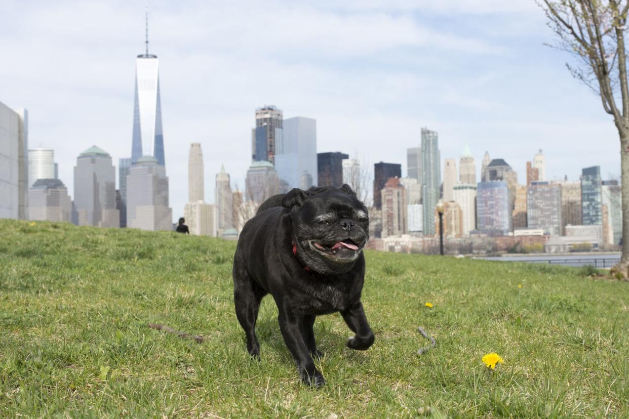 Mature black Pug dog with a red collar playing in Liberty Park across the Hudson River from Manhattan skyline, New York City.