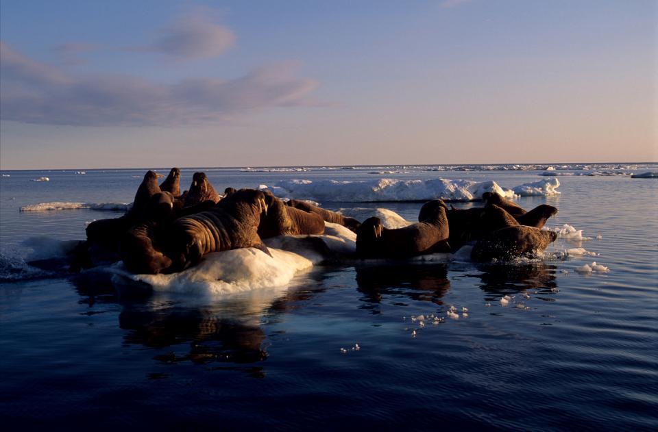 Canada. Nunavut Territory. Walruses On Icefloe (odobenus Rosmarus)