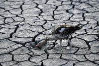 A goose looks for water in the dried bed of Lake Velence in Velence, Hungary, Thursday, Aug. 11, 2022. This was the year war returned to Europe, and few facets of life were left untouched. Russia’s invasion of its neighbor Ukraine unleashed misery on millions of Ukrainians, shattered Europe’s sense of security, ripped up the geopolitical map and rocked the global economy. The shockwaves made life more expensive in homes across Europe, worsened a global migrant crisis and complicated the world’s response to climate change. (AP Photo/Anna Szilagyi)