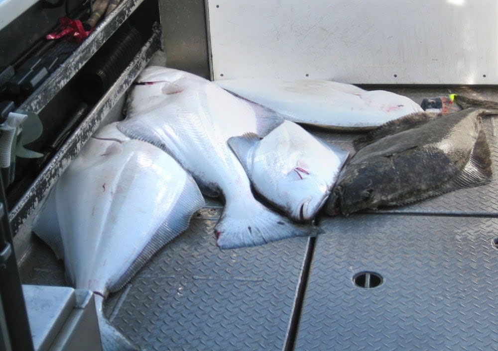 Canada is clashing with France over the country's share of the Atlantic halibut fishery.  (Shutterstock - image credit)