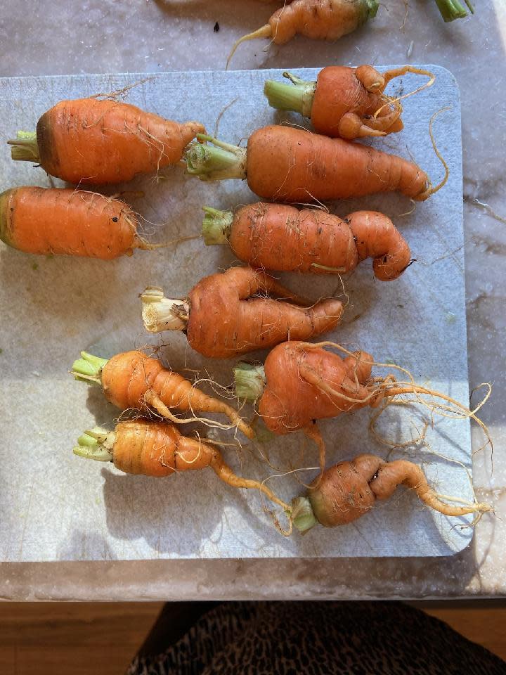 The last batch of carrots from The Edible Landscapes were comical but nutritious.