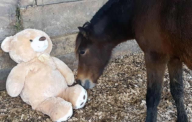 Breeze bonded with Buttons as an orphaned foal. Photo: Caters