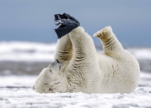 Pants! Polar bear plays with underwear in the Arctic