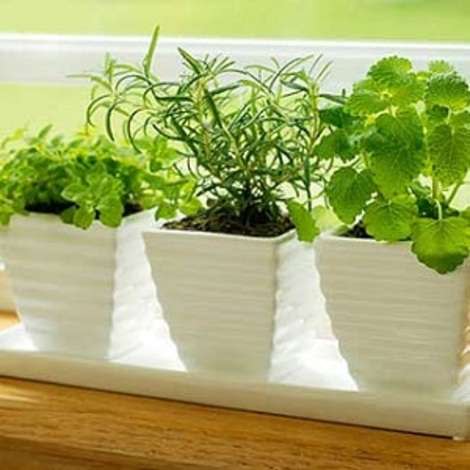 Stir up memories of warmer months by growing fresh herbs inside your home.