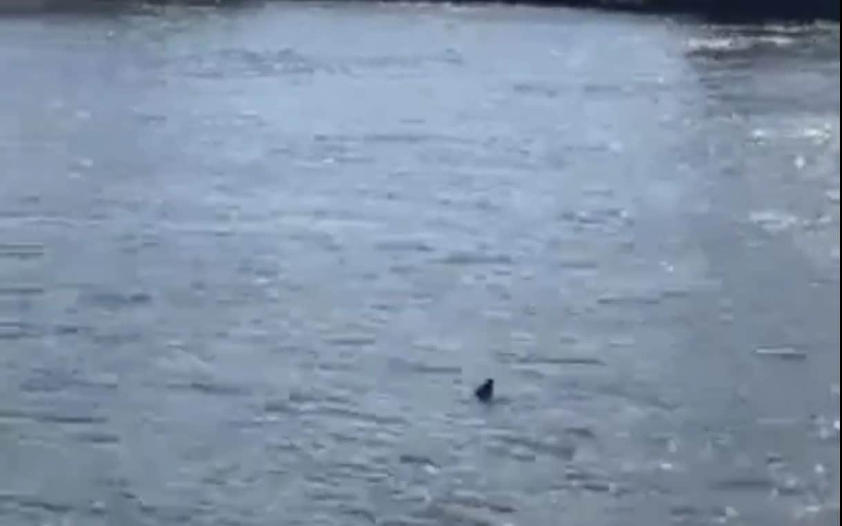 Shark in the Thames