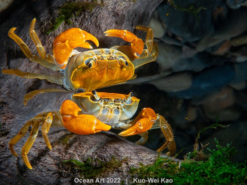 Photo:  Kuo-Wei Kao/Ocean Art