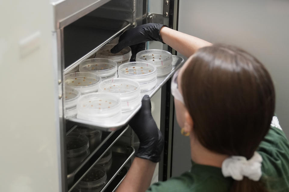 California Cultured lab technician Aubrey McKeand works on cell cultures in the company's lab in West Sacramento, Calif., Wednesday, Aug. 28, 2024. (AP Photo/Jeff Chiu)