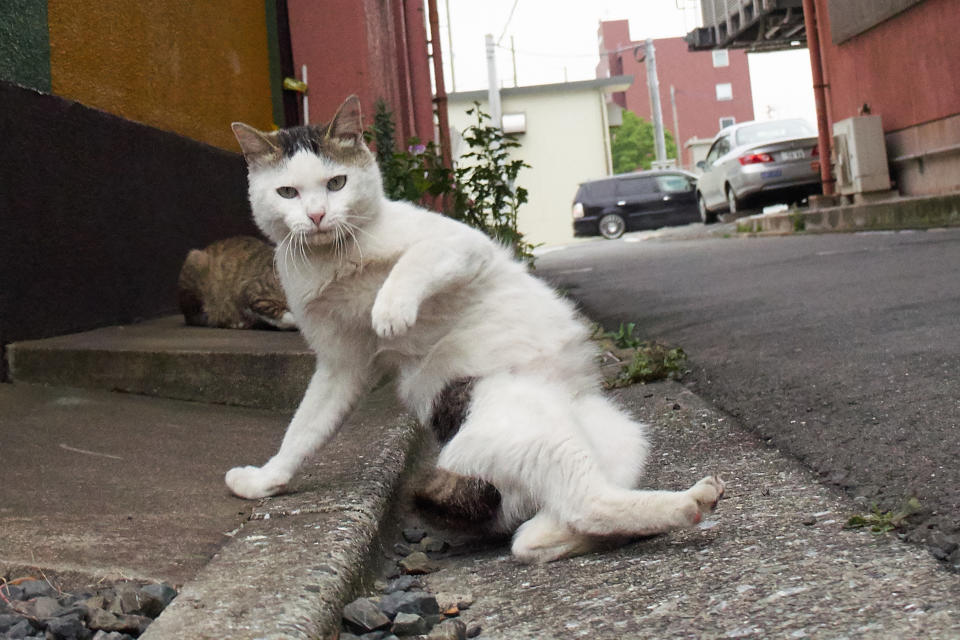 Mortal tomcats! Photographer snaps flying felines in kung fu poses