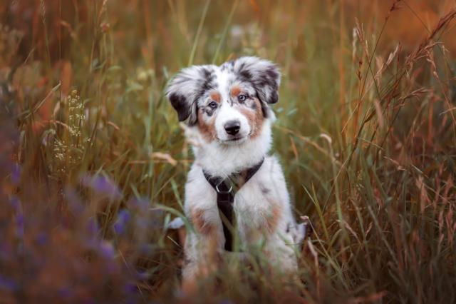 australian sheep dog puppy