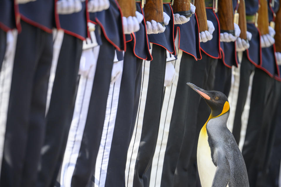 El pingüino rey, Sir Nils Olav, inspecciona una Guardia de Honor durante una ceremonia con la Banda y el Equipo de Perforación de la Guardia del Rey de Noruega en el Zoológico de Edimburgo para promover al pingüino rey, Brigadier Sir Nils Olav, a su nuevo rango: Mayor General Sir Nils Olav III, Barón de las Islas Bouvet. (Foto by John Linton/PA Images via Getty Images)