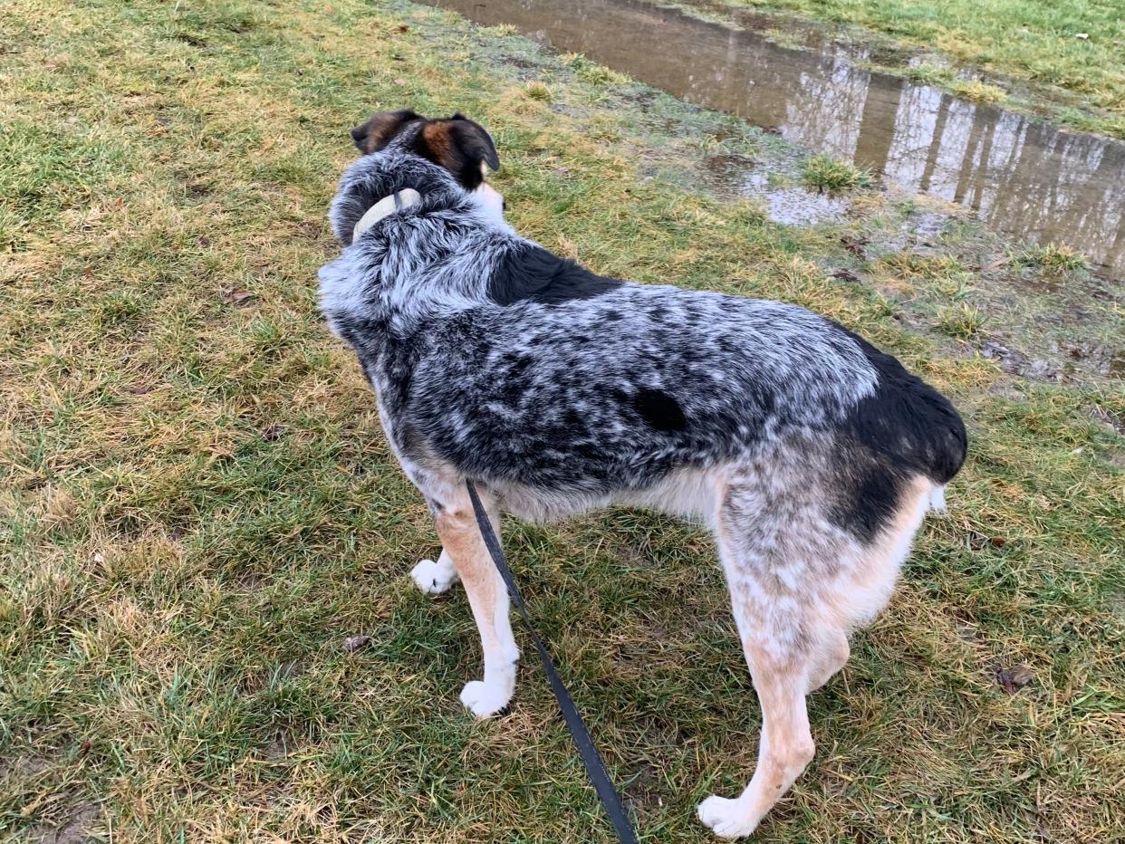 Weather, climate and lakes reporter Steve Howe and his dog, Nine, go for a wet walk in West Henrietta on Saturday, January 27, 2024.