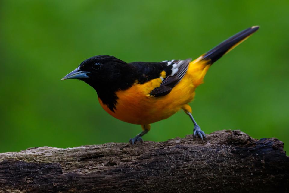 Radiotracking the Baltimore oriole and other migratory songbirds is the subject of an FLCC talk March 23.