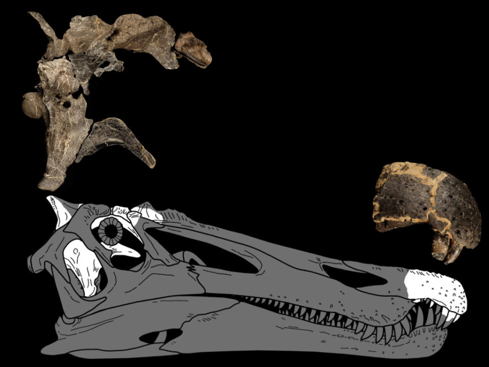 Riparovenator skull