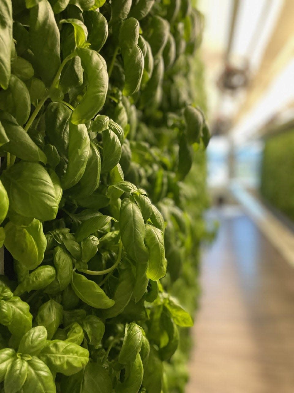 Basil gets its own climate controlled room, as the Square Roots team has learned that the herb does better when they simulate the temperatures of a region in Italy.