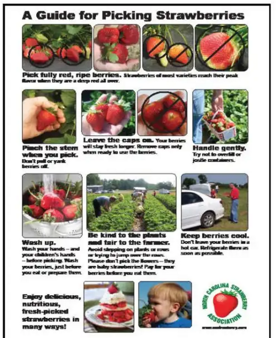 A poster from the N.C. Strawberry Association offers tips on how to pick strawberries without damaging the plants.