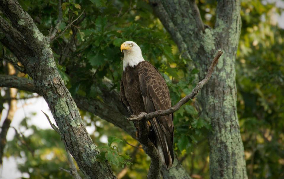 Bald eagles can sometimes be seen perched on the tops of trees or soaring overhead.