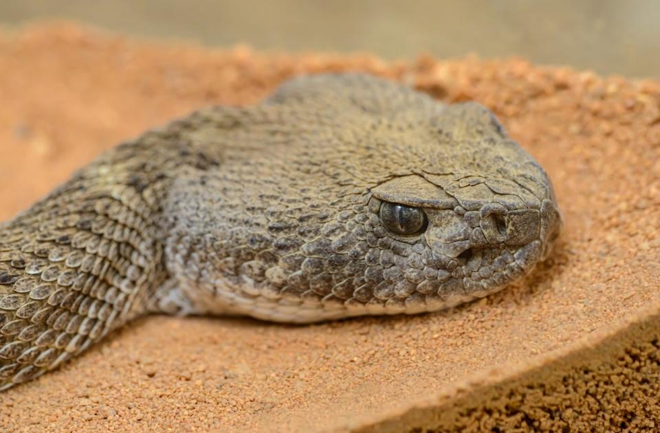 A close up of a rattle snake