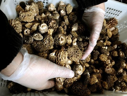 Morel mushrooms are a sought-after delicacy, often camoflauged in the forest undergrowth.