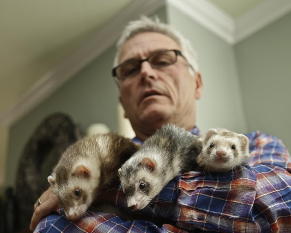 In this Wednesday, Dec. 19, 2012 photo, Pet Wright, an advocate for legalizing ferret ownership in California, holds his three ferrets at his home in La Mesa, Calif. The ferrets live peacefully along with Wright's three dogs and a cat. Most pet stores in California carry ferret food and supplies. (AP Photo/Lenny Ignelzi)