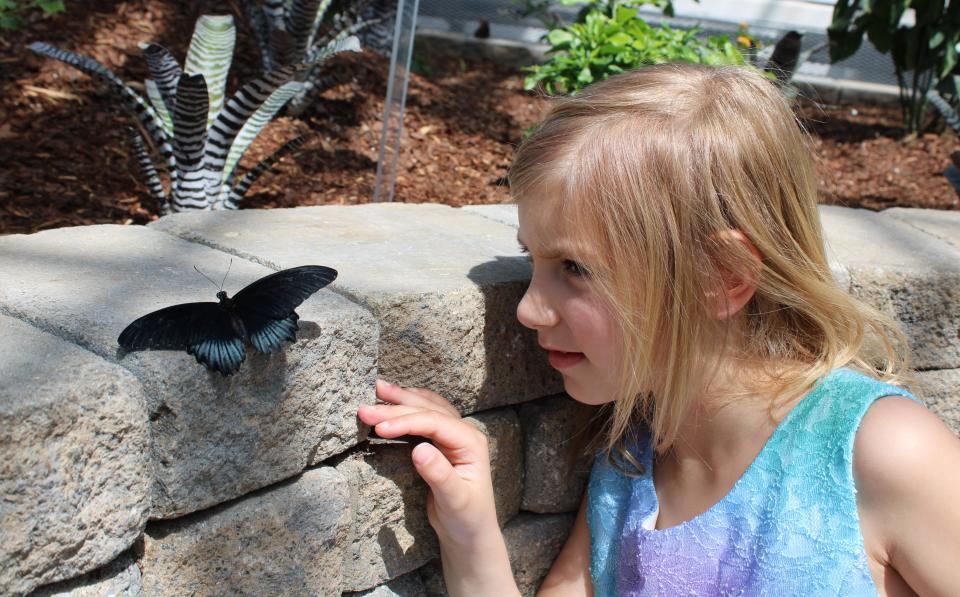 Seven-year-old Charlotte Coillot gets up close and personal with a butterfly in the Butterflies LIVE! exhibit at Lewis Ginter Botanical Garden in Henrico.