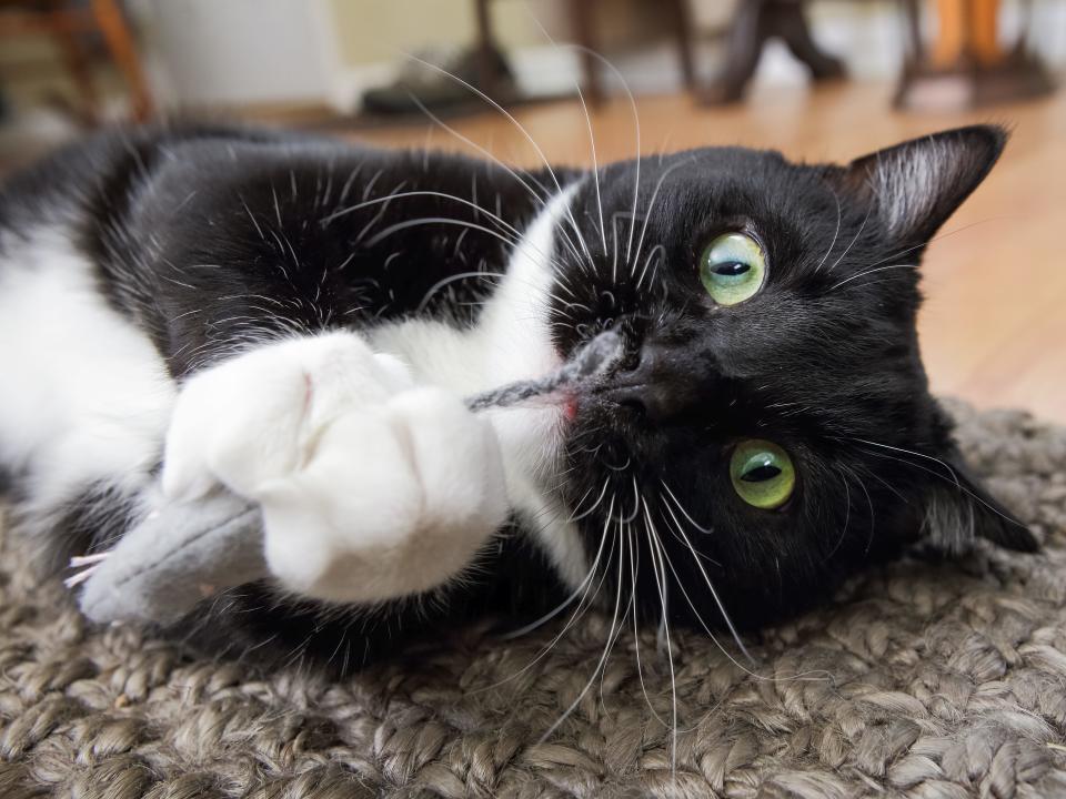 cat with catnip mouse toy wow