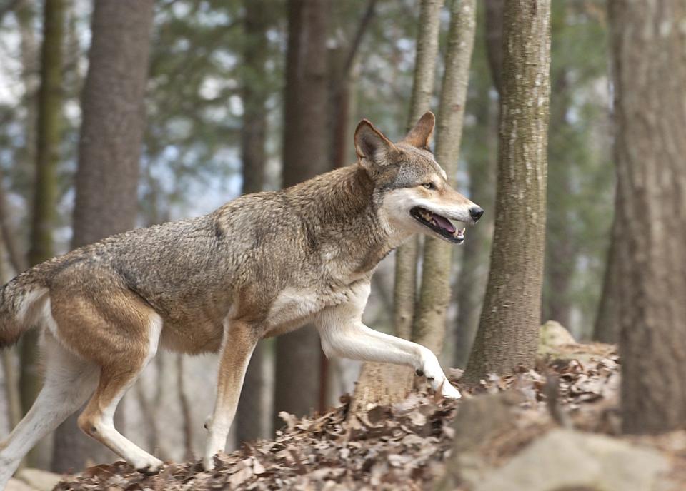 A red wolf moves through the habitat at the WNC Nature Center in Asheville.  The center is home to some of the endangered animals.