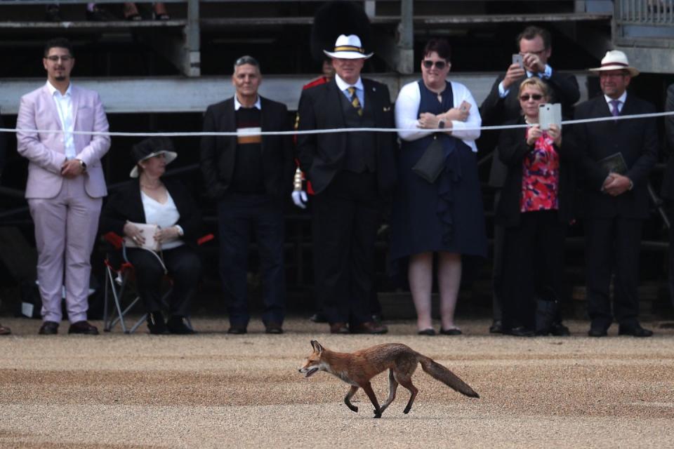 <p>A lone fox makes an unexpected appearance at the celebration. </p>