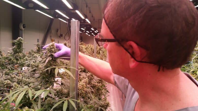 Tax on medical marijuana 'unfortunate,' says P.E.I. grower
