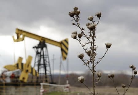 Plants are pictured near an oil pump, owned by oil company Rosneft, in the settlement of Akhtyrskaya in Krasnodar region, southern Russia, December 21, 2014. REUTERS/Eduard Korniyenko