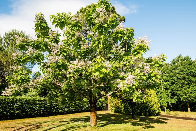 <p>DEBOVE SOPHIE / Getty Images</p> A southern catalpa tree in bloom