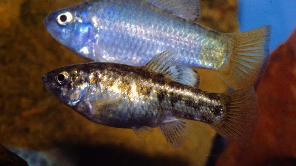 The desert pupfish (Cyprinodon macularius) can survive in harsh conditions.