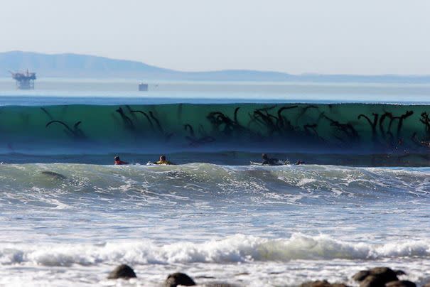 <p>Las olas llenas de alga dan bastante mal rollo.<br>Foto: Reddit/perc10 </p>