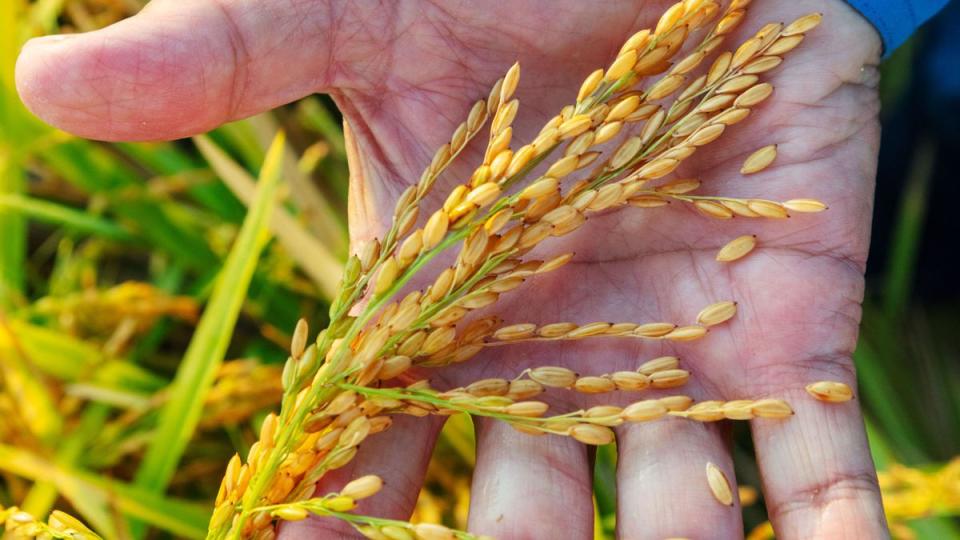 Grains on the plant