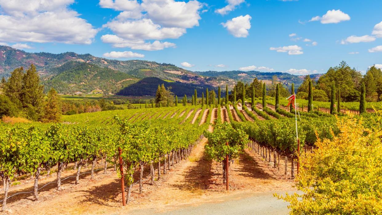 vineyards in napa valley california
