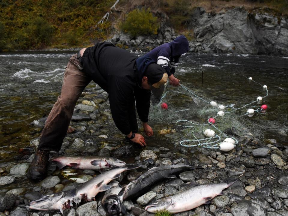 two men ben over fishing net in river with salmon caught on rock bed