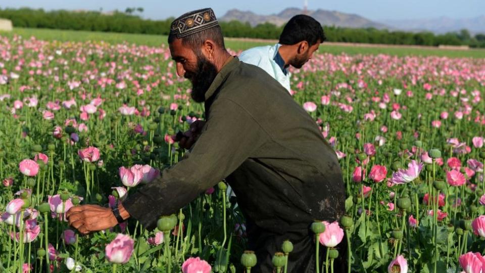 Poppy cultivation