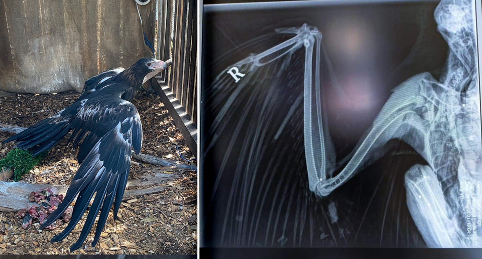 Left - the eagle in care. Right - an X-ray of the right wing of the eagle.