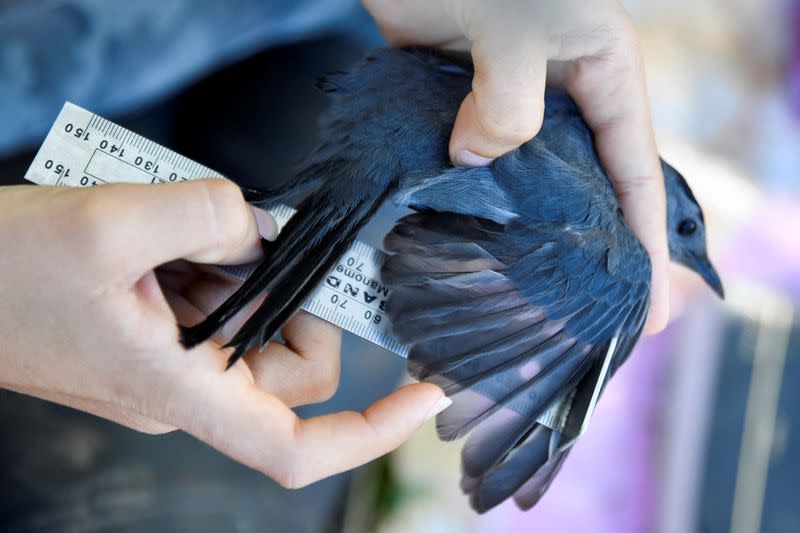 Cuban biologists unravel mysteries of bird migration