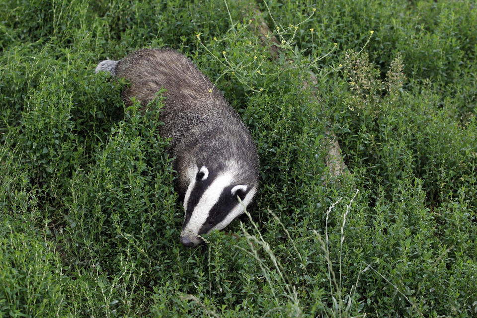 Animals such as badgers and foxes will also be covered by the new legislation (REUTERS/Stefan Wermuth)