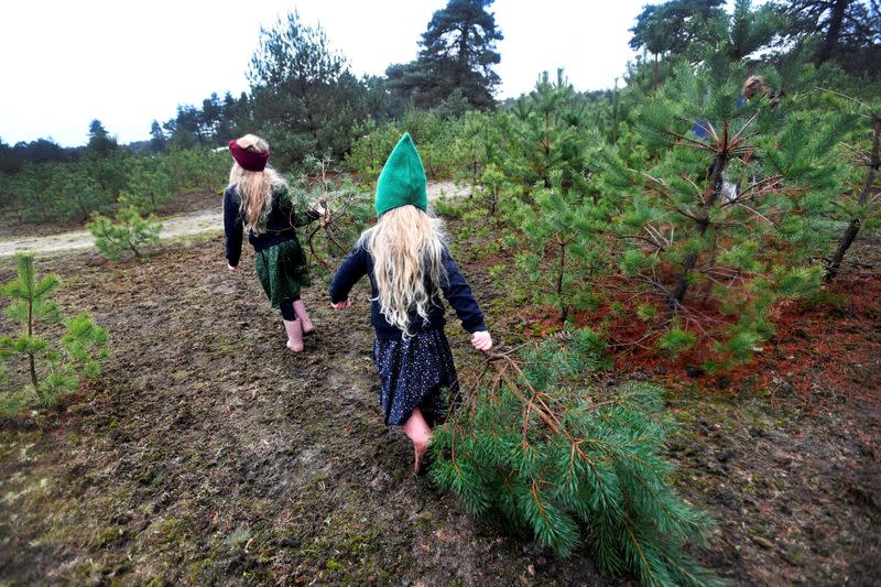 Children carry their chosen Christmas tree to take home for free at The Dutch Hoge Veluwe National Park in Otterlo