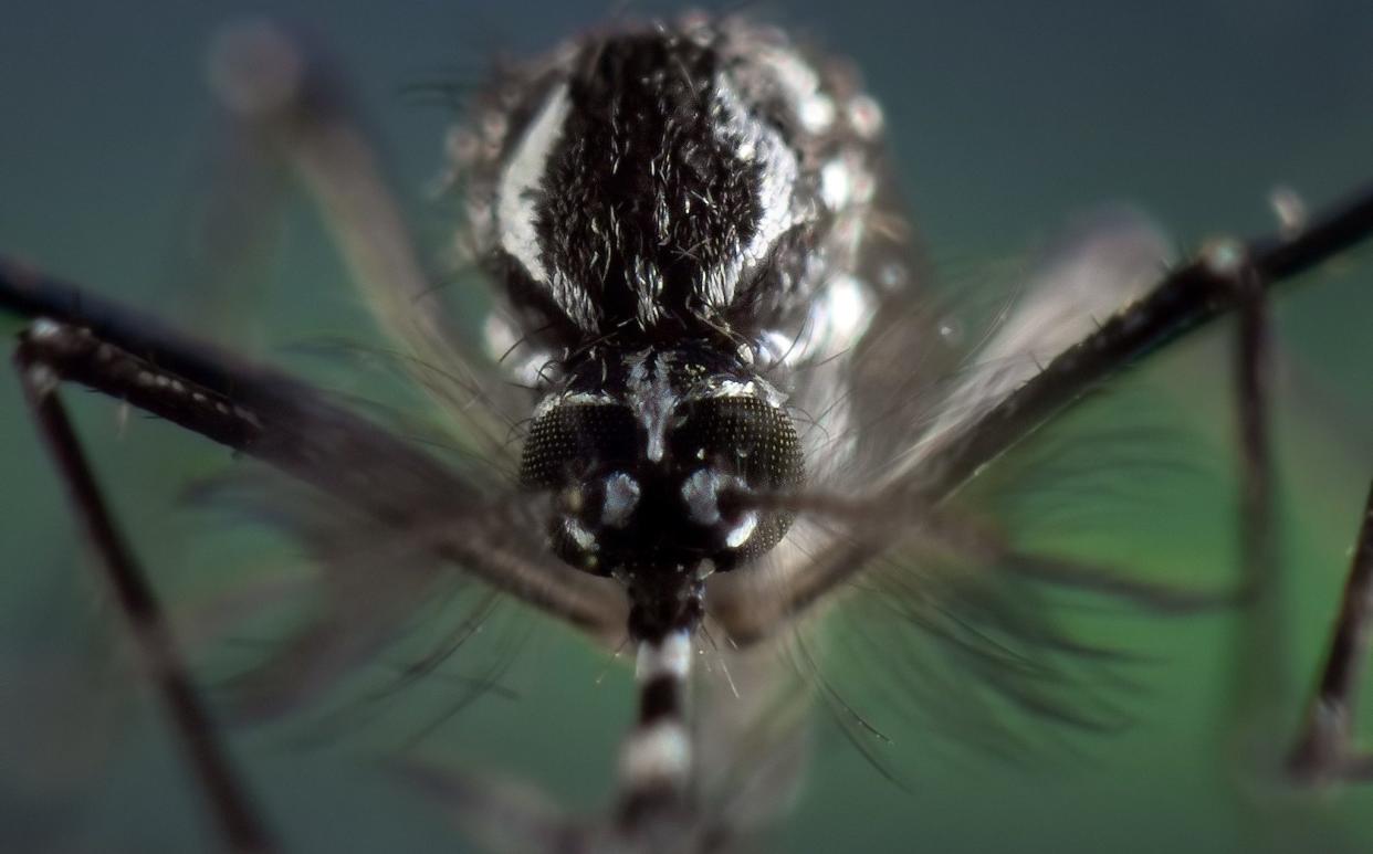 Extreme magnification on the head of an Aedes aegypti mosquito, fixed specimen, known vector of zika virus, chikungunya, yellow fever and dengue
