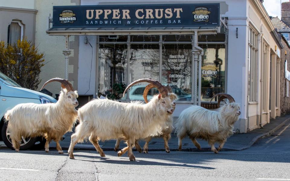A herd of goats take advantage of quiet streets near Trinity Square, in Llandudno, north Wales - Peter Byrne/PA